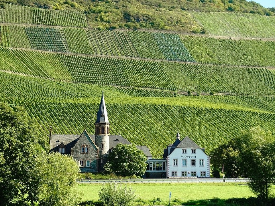 Cessions de parts sociales d’un vignoble : autorisation préfectorale et avis de la SAFER 