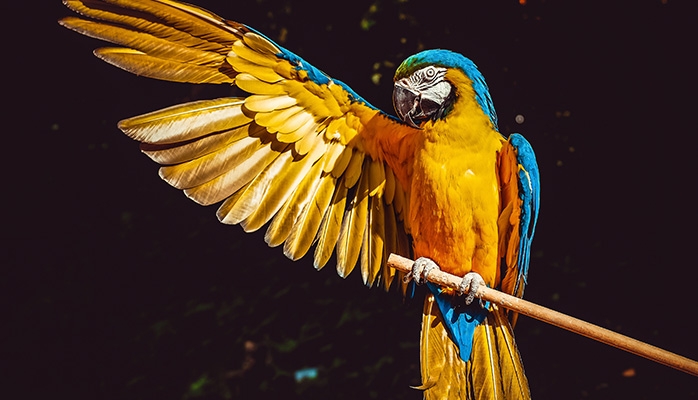 Directive oiseaux : l'Europe demande à la France de renforcer la protection des tourterelles