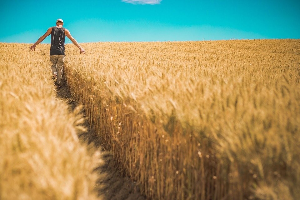 Bail rural : dispositions censurées par le Conseil constitutionnel