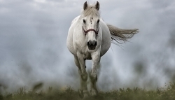 Etats-Unis: un cheval porte plainte contre son propriétaire