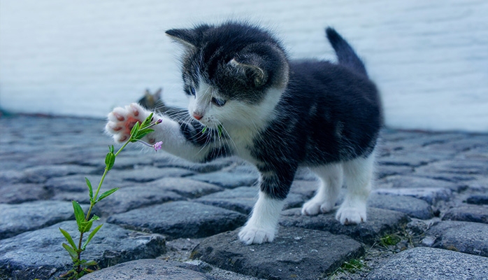 Les droits des animaux en France en sept grandes dates