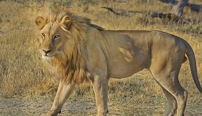 L’Afrique du Sud veut interdire l’élevage de lions en captivité pour la chasse