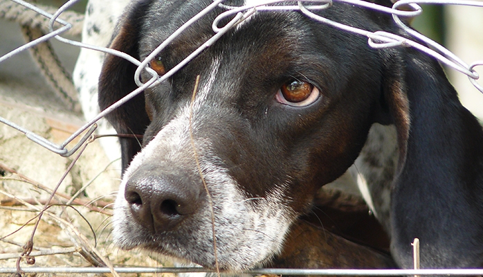 Abandons d'animaux : policiers municipaux et gardes-champêtres appelés à la rescousse