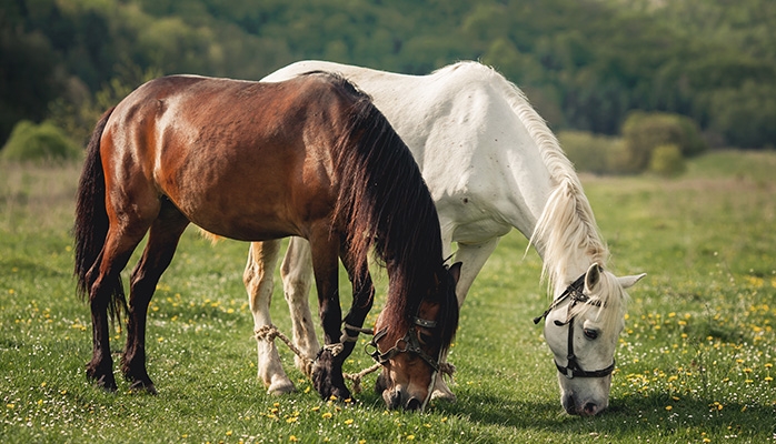 Les éleveurs professionnels de chevaux appellent à ne plus payer la TVA