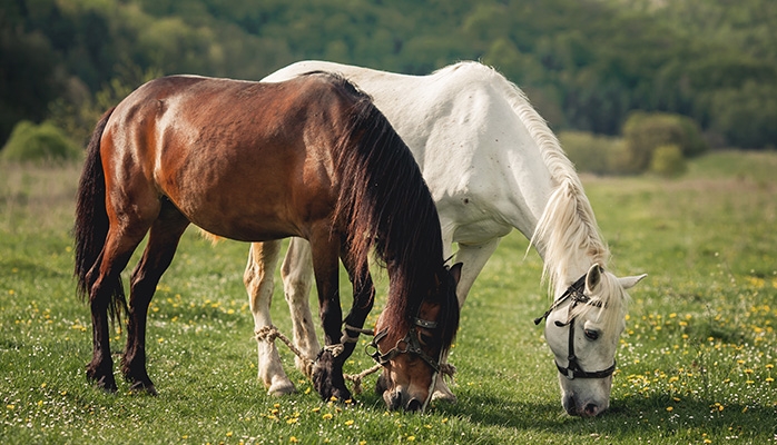 La Fondation 30 Millions d’Amis demande au CIO de supprimer l’équitation de l’épreuve de pentathlon