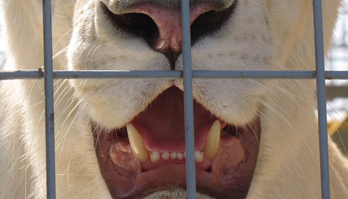 Gard : Code Animal porte plainte contre une structure détenant des animaux sauvages