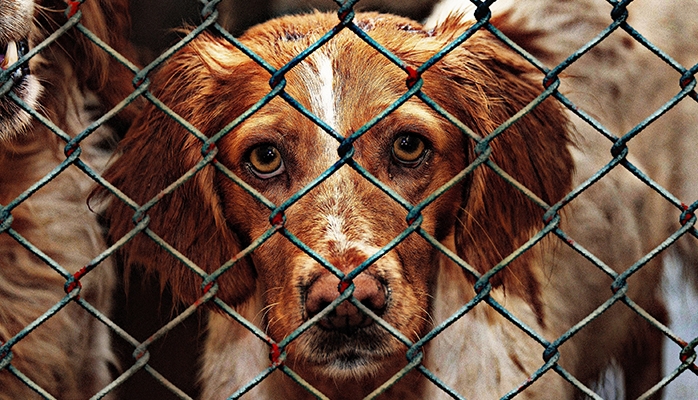 La protection des chiens de chasse : que dit le droit ?