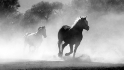 Des cavaliers tentent de sauver de l'abattoir des chevaux au centre équestre de l'Escadron à Neyron dans l’Ain 
