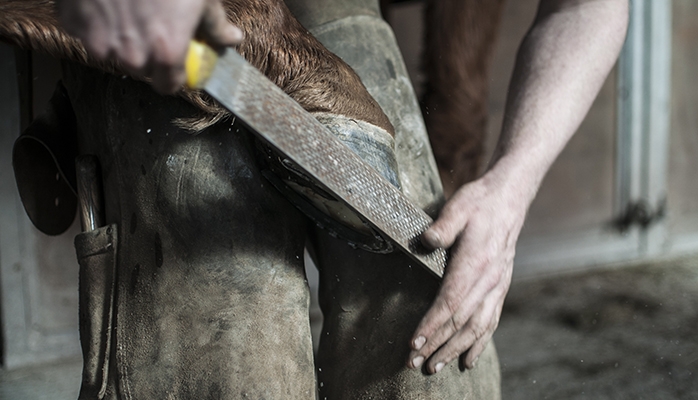 Une pédicure équin poursuivie à Limoges pour exercice illégal du métier de maréchal-ferrant