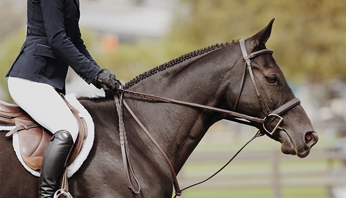Droit équin : La prise en compte de la sécurité dans la pratique de l’équitation