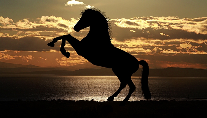 Conseil d’Etat : qualification fiscale de l'activité de prise en pension de chevaux
