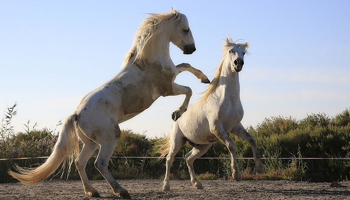 Chevaux sauvages : révision du plan de gestion en Dakota du Nord