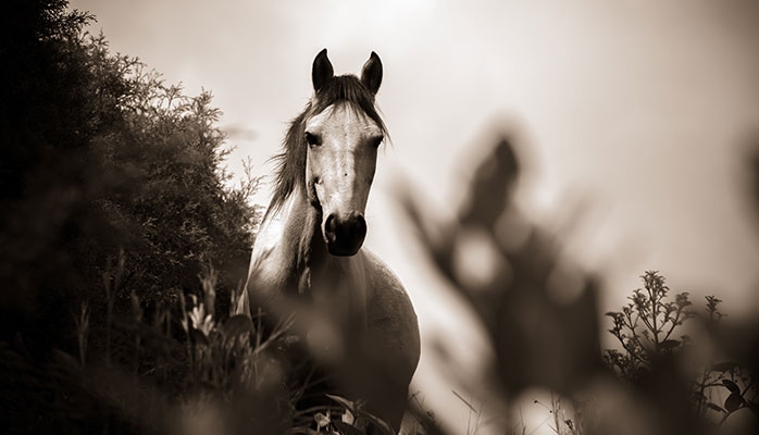 La cavalière attaque en justice l’entraîneur qui refuse des injections douteuses pour son cheval 