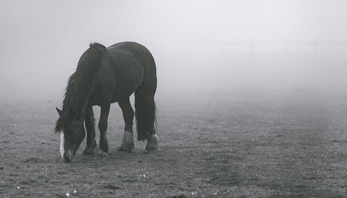 Centre équestre placé en liquidation judiciaire et sauvetage des chevaux