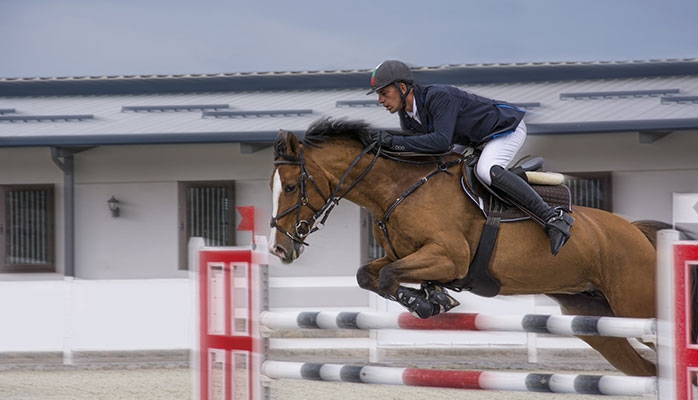 Le business insoupçonné de l’élevage de chevaux de compétition