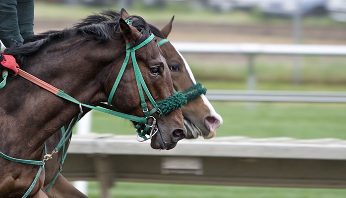 Courses hippiques : que sait-on des nombreux décès de chevaux sur des hippodromes ?