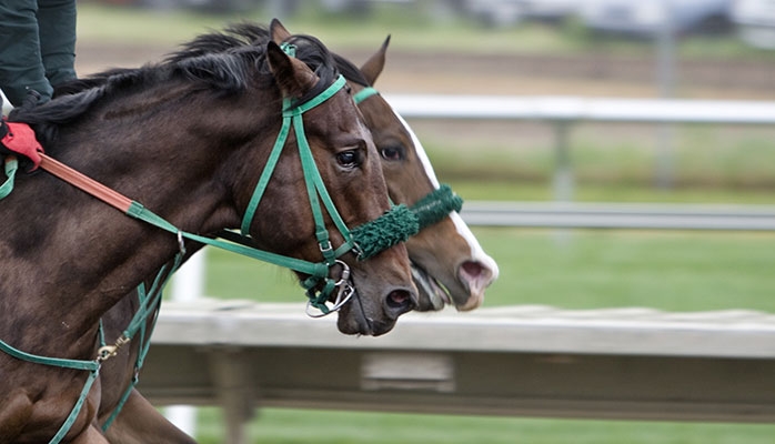 Gérer la mort de son cheval : on a rarement envie d'y penser, pourtant il faut être informé 