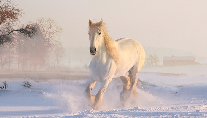 Chevaux victimes de la myopathie