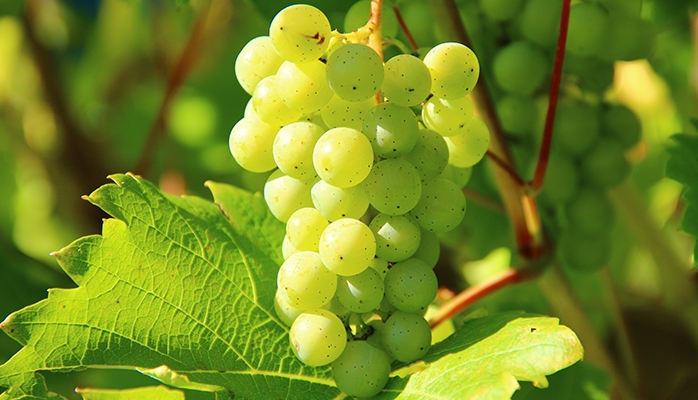 Un nouveau cépage résistant aux maladies autorisé en France